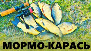 МОРМО-КАРАСЬ проснулся!
