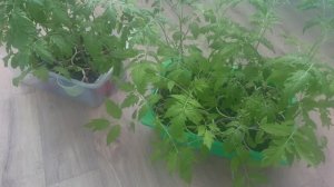 Утро начинается с рассады, товары из Семишагов.