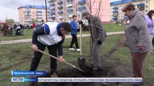 Сразу две аллеи сегодня высадили в пгт Краснобродский Прокопьевского округа