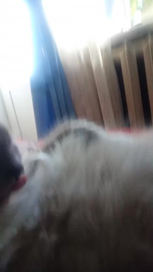 кот пушок на связи