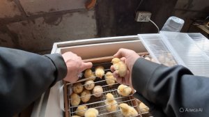 ЗАПУСТИЛ ИНКУБАТОР!!! ПРОКаЧАЛ ТОРМОЗА!! ЖИЗНЬ В СЕЛЕ