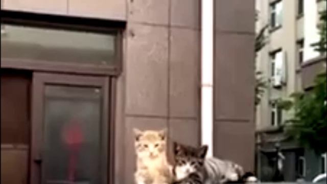 Заставка для видео 2 кота на авто № 560