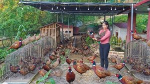 Собрала всех кастрированных петухов на ферме для продажи и  купила фазанов для разведения. Серия 100