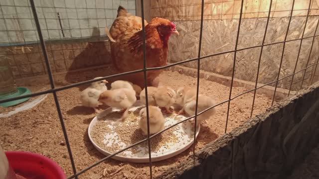 В город по делам 🚐Жизнь в своем доме 🏠Столько всего 🐤🐥🐔🌼🌷🌺🤷♀️🤷♂️😍