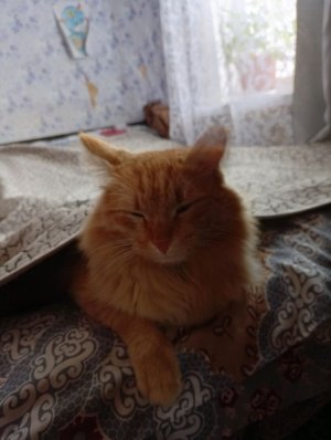 смешной футбол