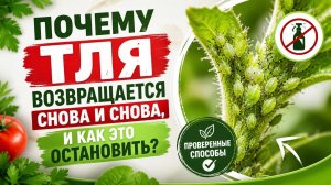 Тля на рассаде. Как избавиться навсегда? Проверенные средства