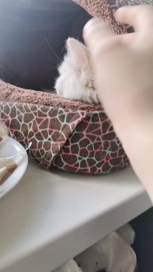 Грусная история про котёнка..