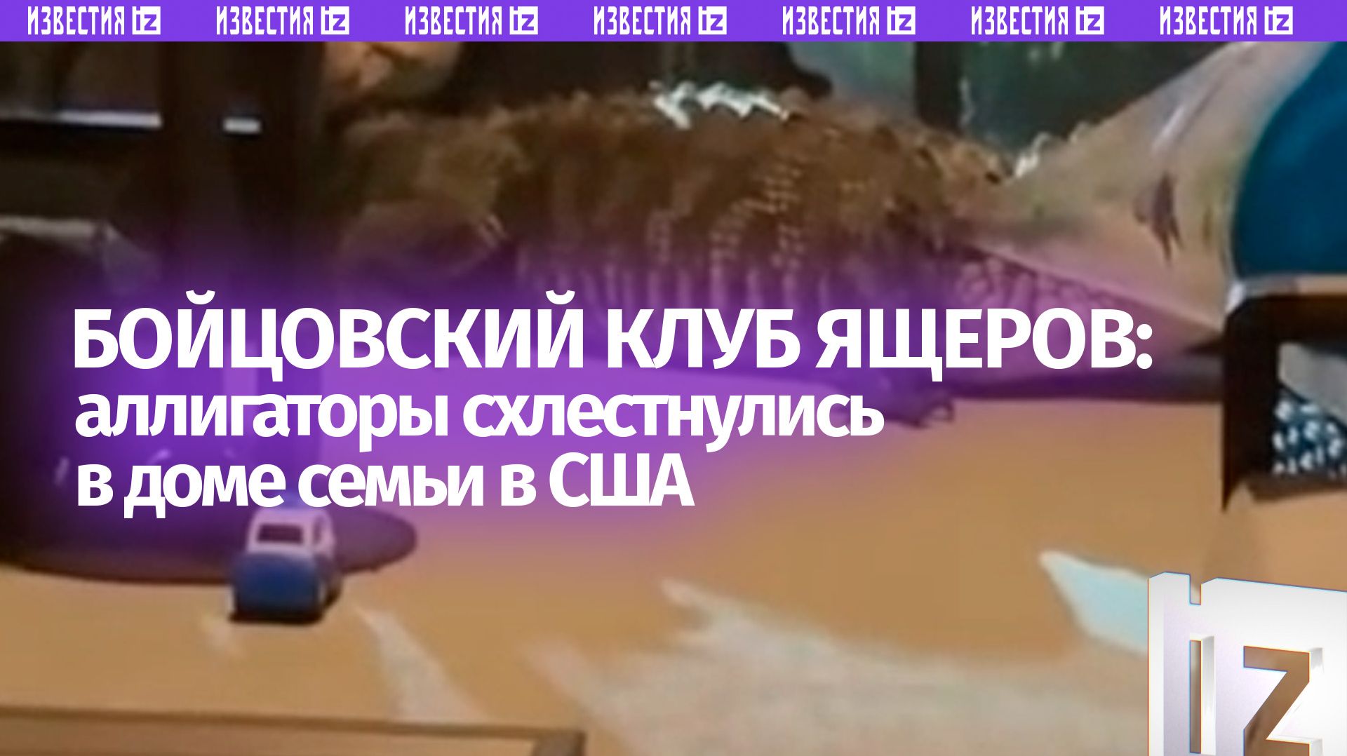 Думала воры, а там – аллигаторы: рептилии устроили схватку на веранде жилого дома в США