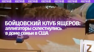 Думала воры, а там – аллигаторы: рептилии устроили схватку на веранде жилого дома в США