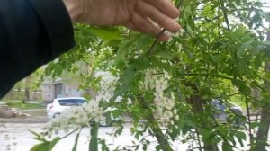 Птички утром поют и черёмуха расцвела
