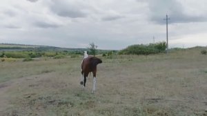 Конная прогулка.Дети.пони.Лошади.