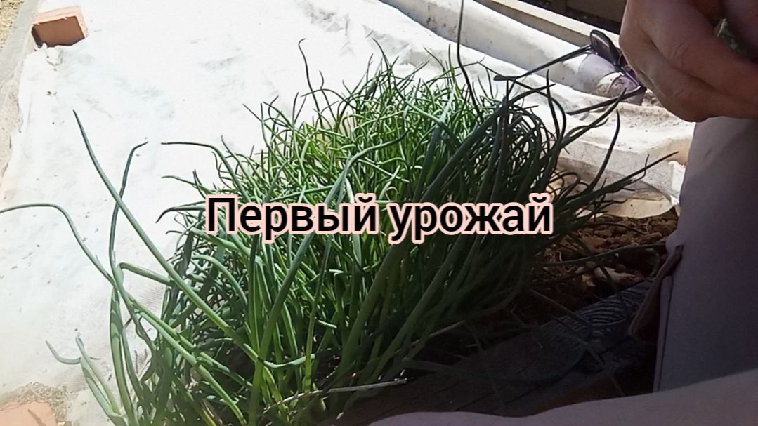 ПЕРВЫЙ МАЙСКИЙ УРОЖАЙ 🥳07.05.26г