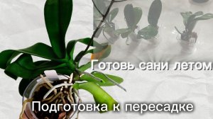 #193 ОрхоVLOG подготовка орхидей к пересадке и развитие уже пересаженных орхидей