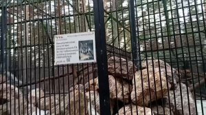 Три совы и тревожно- депрессивный синдром