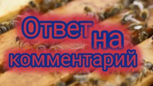 Ответ на комментарий 🐝