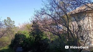 1000186174.mp4 Мое прекрасное утро.