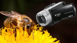 Первые кадры 2026 о насекомых и о камере Sony HDR-SR1