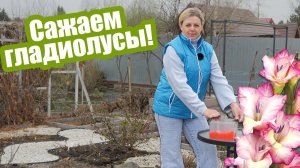 Посадка гладиолусов ПОШАГОВО