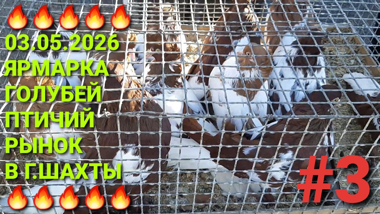 🔥🔥🔥 Ярмарка голубей в г.Шахты. Птичий рынок 03.05.26. Часть 3.