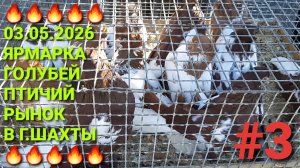 🔥🔥🔥 Ярмарка голубей в г.Шахты. Птичий рынок 03.05.26. Часть 3.