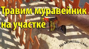 Как избавиться от муравейника на участке быстро и легко