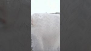 1000254505.mp4Для заказов звоните.т.89020931602