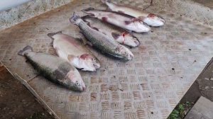 улов форели