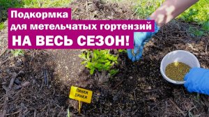 Подкормка НА ВЕСЬ СЕЗОН! Вот чем я подкармливаю свои метельчатые гортензии каждую весну