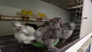 08-05-2026. Пока только один цыплёнок 🐥 и минус яйцо 🥚.
