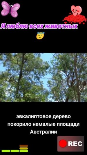 Животные приколы и не только😅