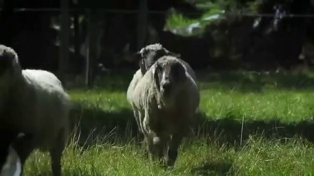 Немки поют о Матушке