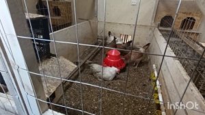 08-05-2026. Минус петух 🐓.