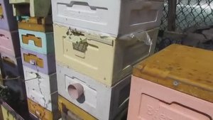 работа с пчелами в мае - подсиливаю ослабший отводок молодой пчелой с печаткой , 7.05.2026