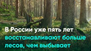 В России уже пять лет восстанавливают больше лесов, чем выбывает