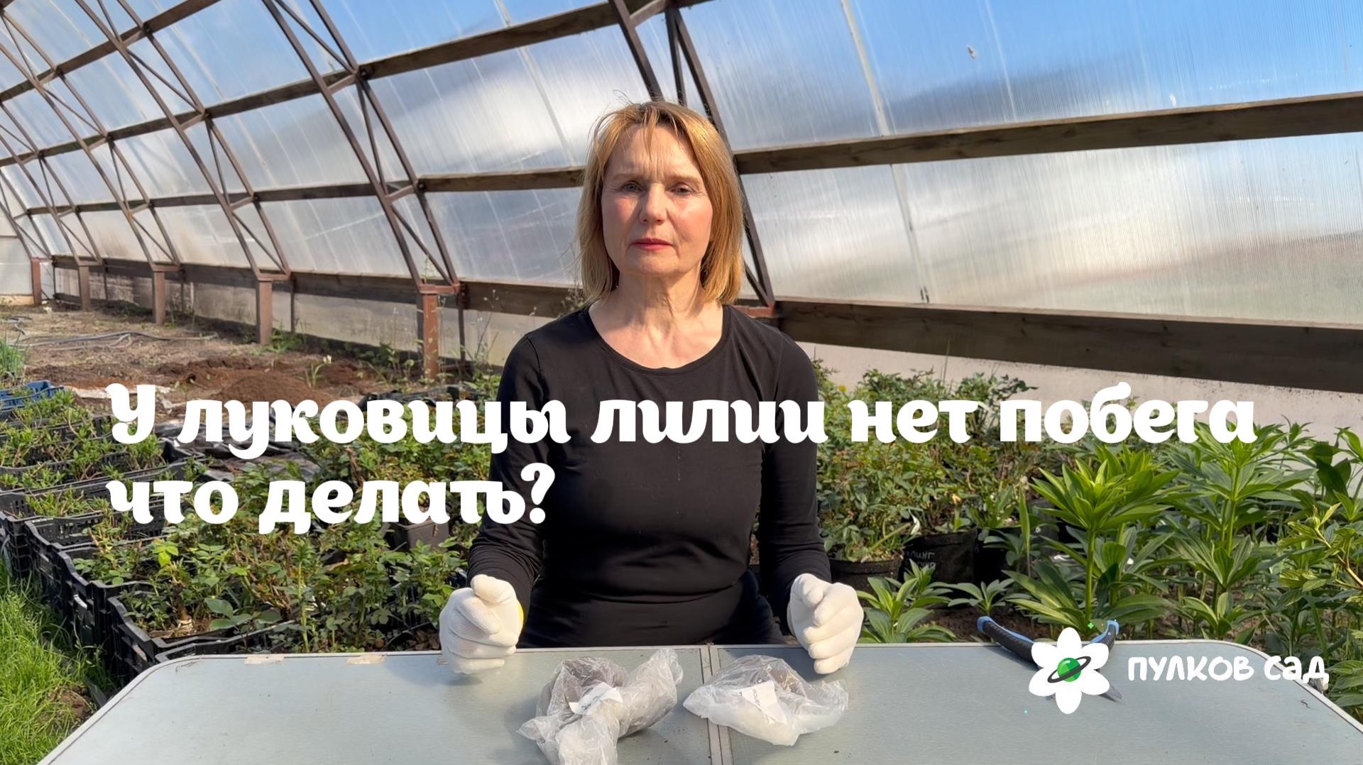 Что делать если у луковицы лилии нет побега? смотреть онлайн