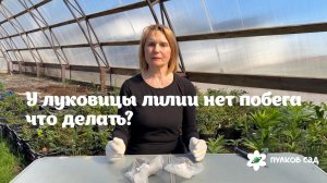 Что делать если у луковицы лилии нет побега?