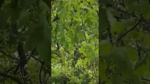 День победы