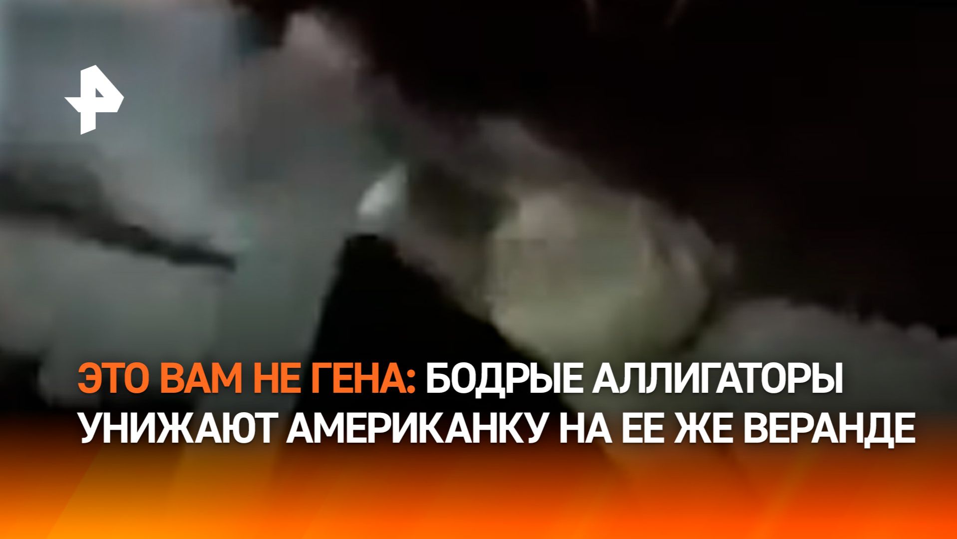 Схватка аллигаторов во дворе жилого дома в США