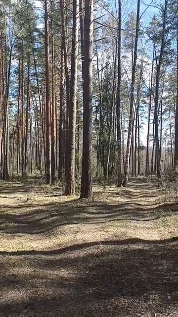 Пение птиц в Вятском лесу. Живой звук. 02.05.2026 г.