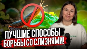 СРОЧНО избавься от слизней! Они уничтожат весь урожай!