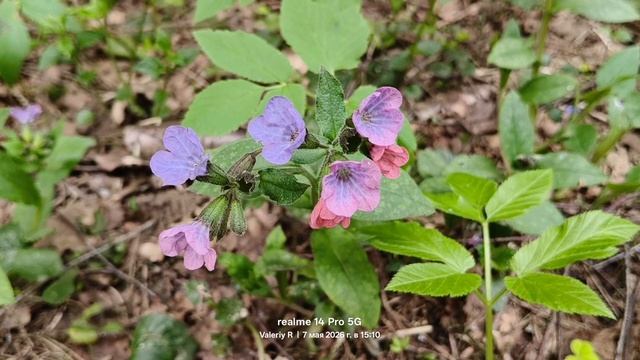 Медуница 🌸 07.05.2026 #Лосиныйостров смотреть онлайн
