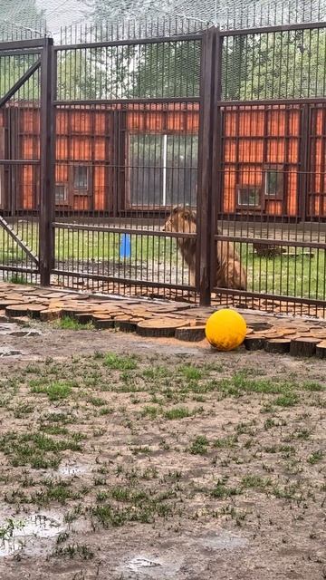 Чужие игрушки всегда интереснее смотреть онлайн