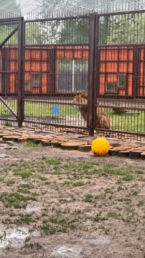 Чужие игрушки всегда интереснее