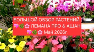 БОЛЬШОЙ ОБЗОР РАСТЕНИЙ.💖🌸 ЛЕМАНА ПРО & АШАН.🌸💖МАЙ 2026 г.