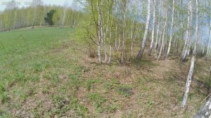 Сгоняли в лес за землей.Повезло.Набрала немного сморчков.