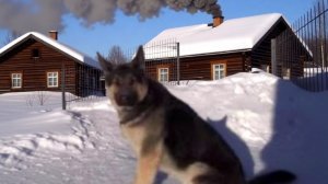 Волкособ. Помесь волка и собаки. Волк. Собака.