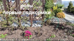 Розы. Обрезка и уход. Первые подкормки.