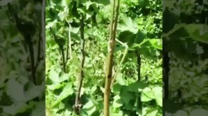 🍃Гигантское палочное насе, далее см 👀 в описании ☺️😊🥹
