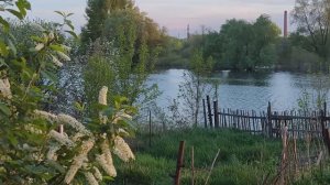 Цветёт Черёмуха 9 мая Поздравляю всех с праздником Великой Победы в ВОВ !!!