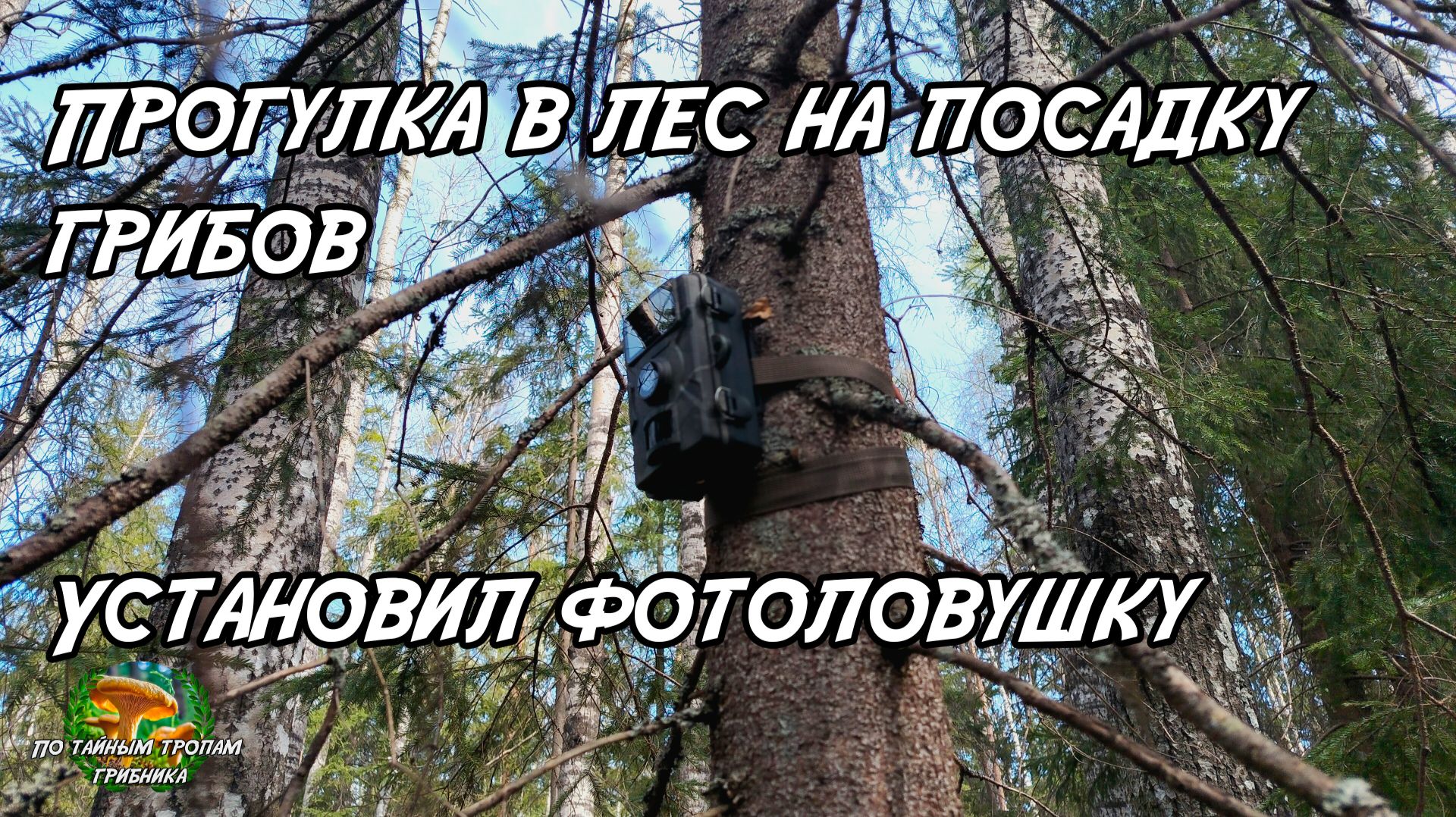Прогулка в лес на посадку грибов. Установил фотоловушку. 09.05.26
